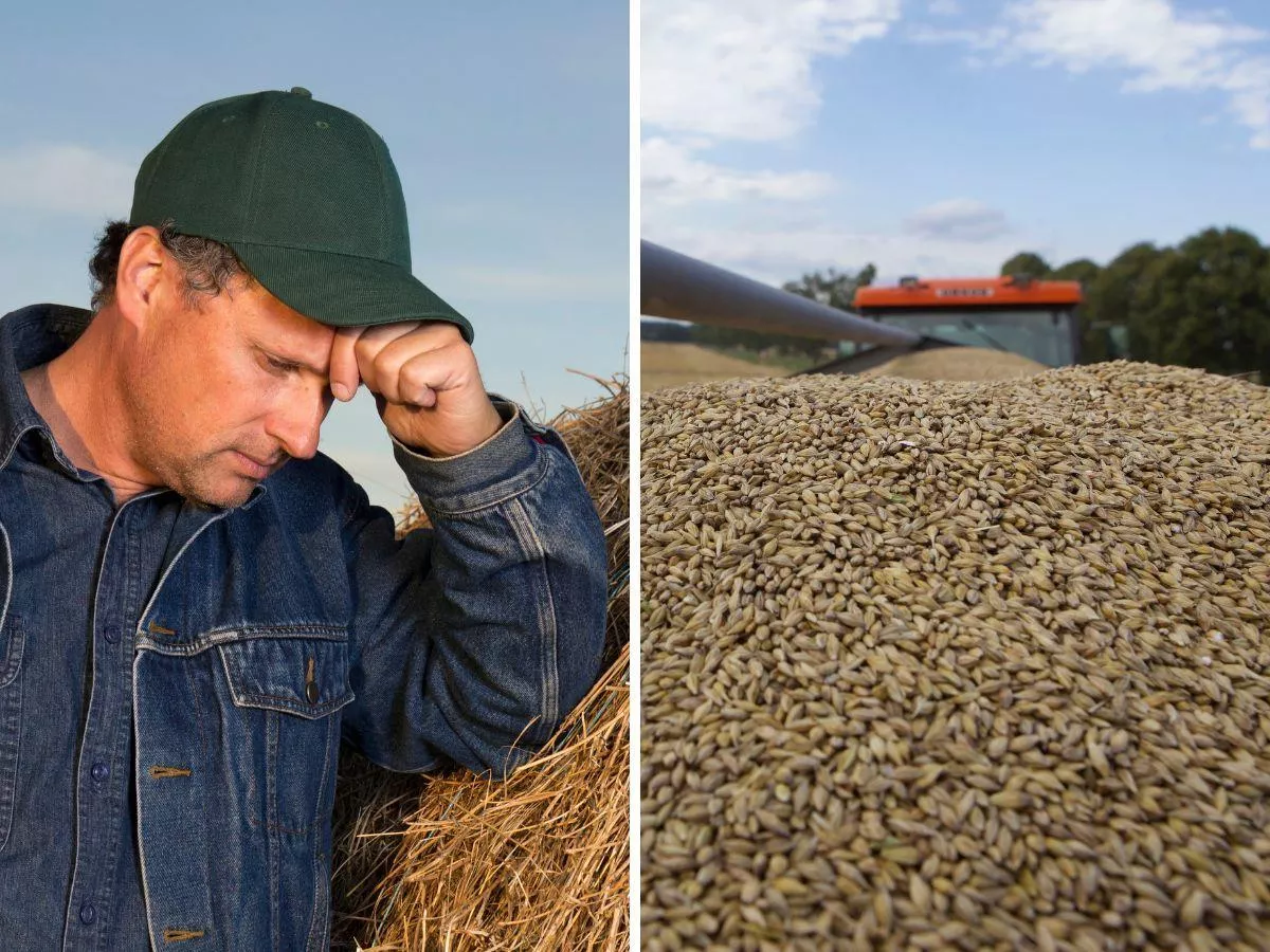 Skup zbóż wstrzymany, ceny pszenicy runęły. "Paszówka będzie zalegać"