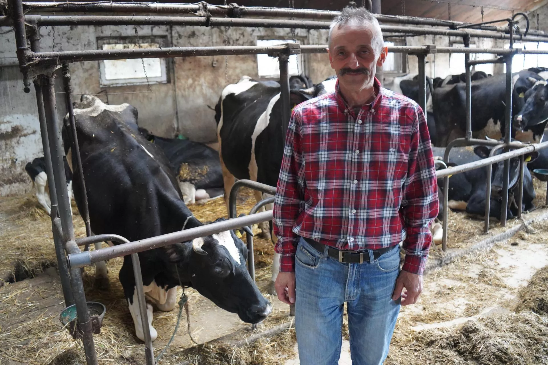 12 tys. litrów mleka. Rolnik z Mazowsza bije rekordy w oborze uwięziowej
