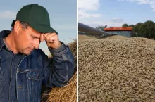 Skup zbóż wstrzymany, ceny pszenicy runęły. ”Paszówka będzie zalegać”