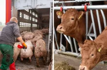 Dobrostan zwierząt: są zmiany w ekoschemacie