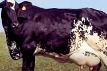 343 litry mleka w 3 dni. Ta krowa pobiła rekord świata