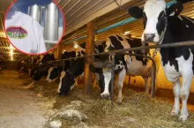 Protest przeciwko oborom uwięziowym. Aktywiści zablokowali mleczarnię