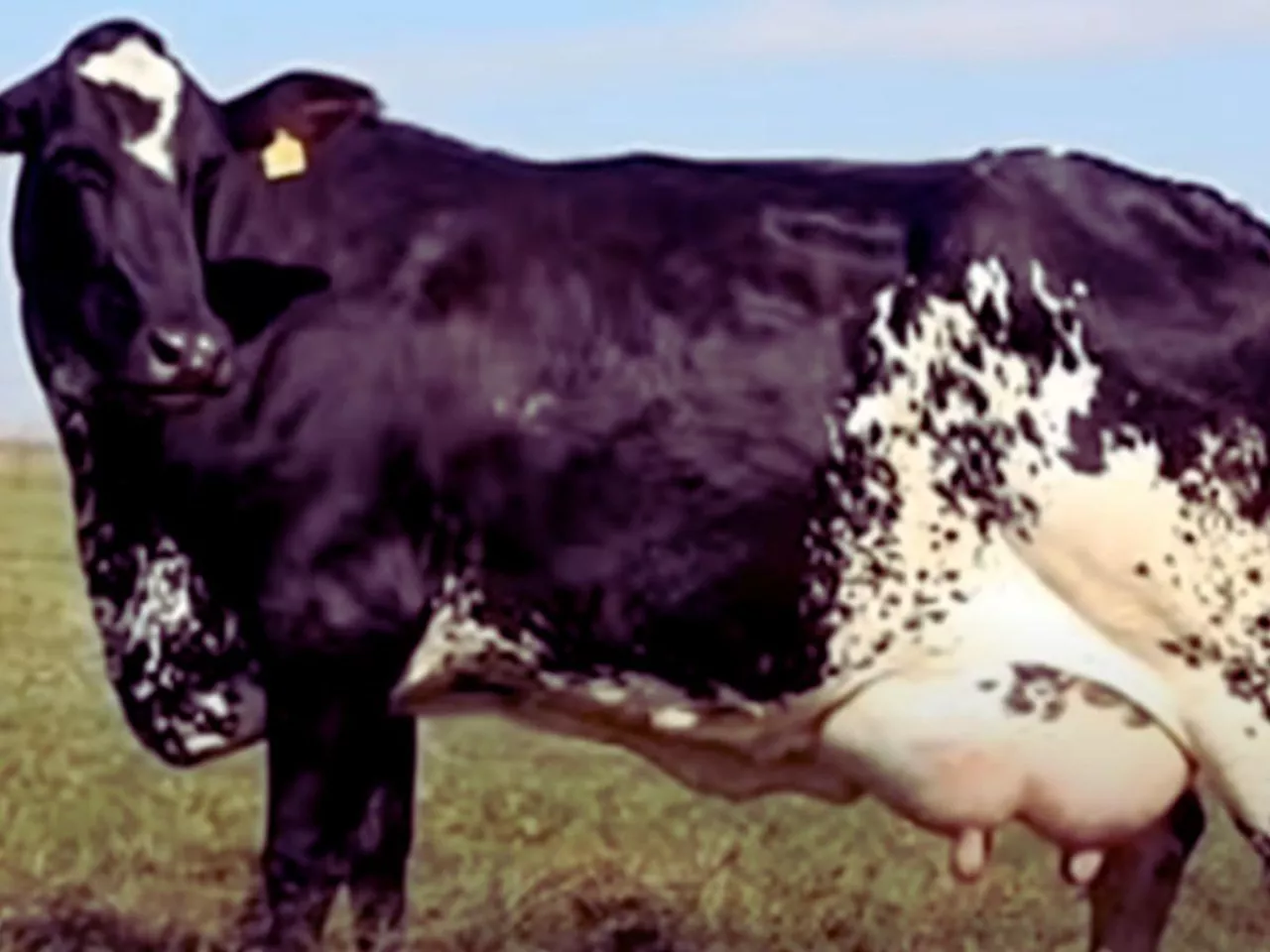 343 litry mleka w 3 dni. Ta krowa pobiła rekord świata