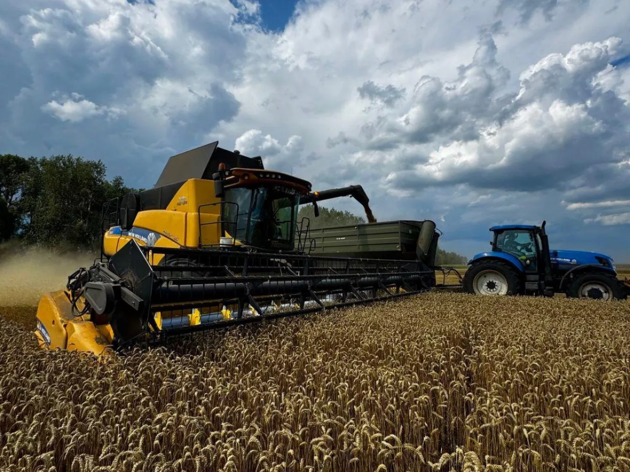 Rekordowe żniwa w trakcie wojny. Ukraiński agroholding: takich plonów jeszcze nie było