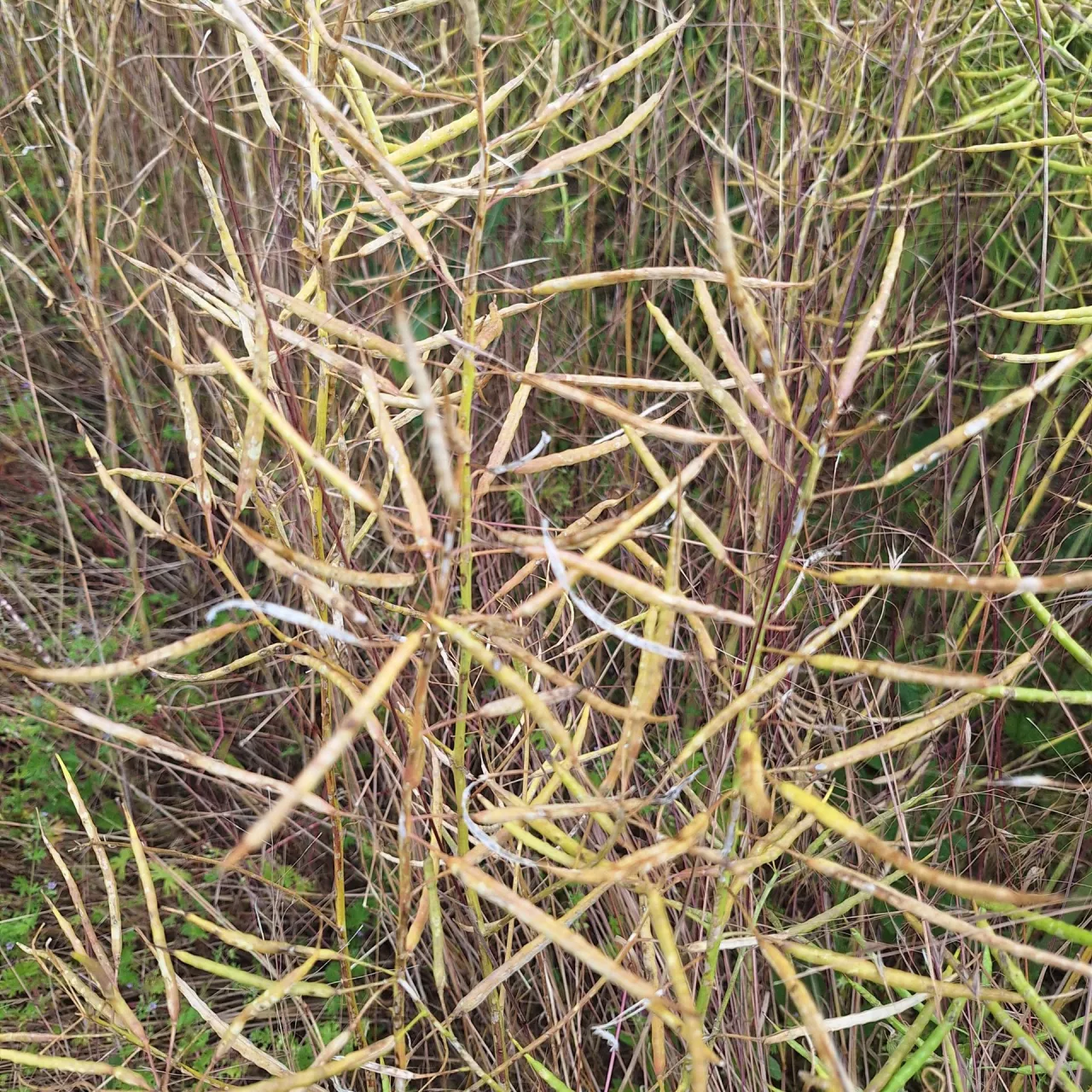 Kwestią sporną są szkody spowodowane przez grad w rzepaku