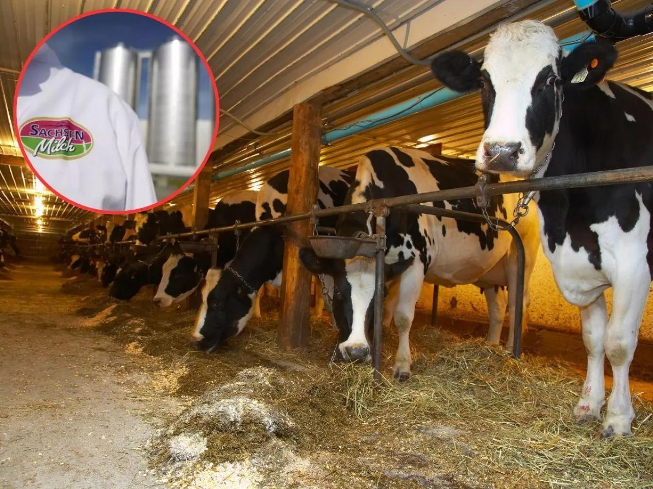 Protest przeciwko oborom uwięziowym. Aktywiści zablokowali mleczarnię