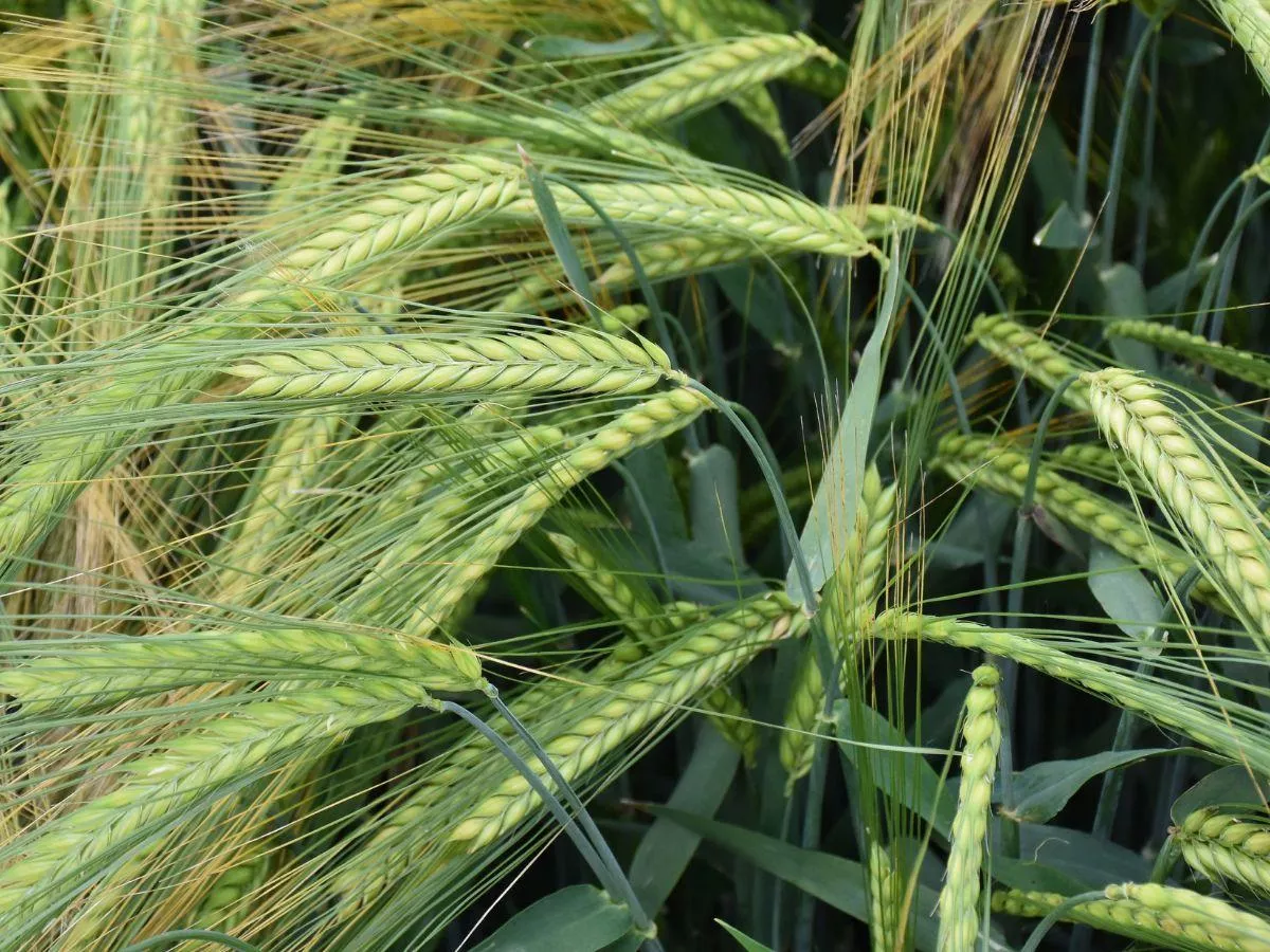 Jęczmień ozimy 2025: odmiany, terminy siewu, nawożenie