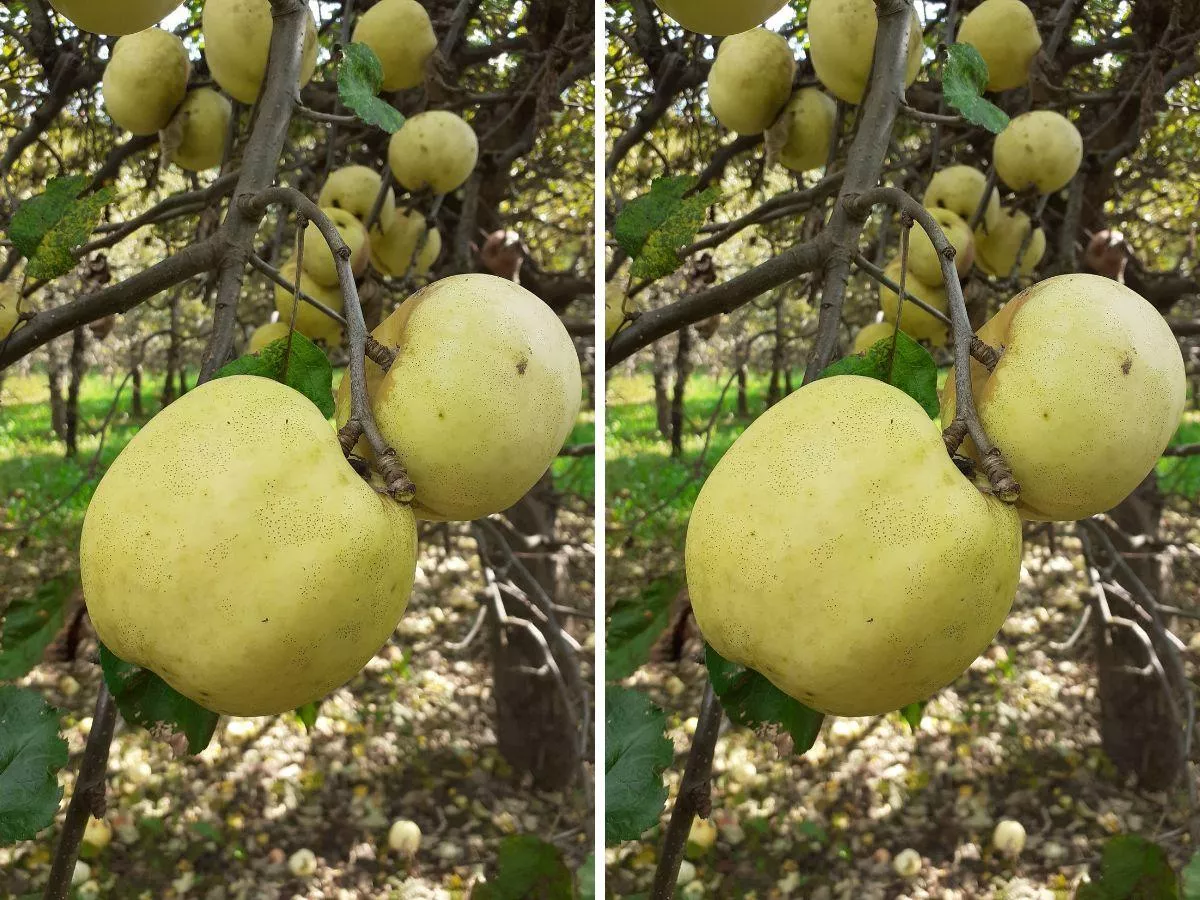 Stare odmiany jabłoni idealne na przetwory. Które posadzić?