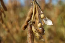 Powierzchnia upraw soi w Polsce sięga już 100 tys. ha i ma szansę się rozwinąć pod warunkiem, że producenci zwierząt będą chętniej sięgali po ten krajowy komponent paszowy