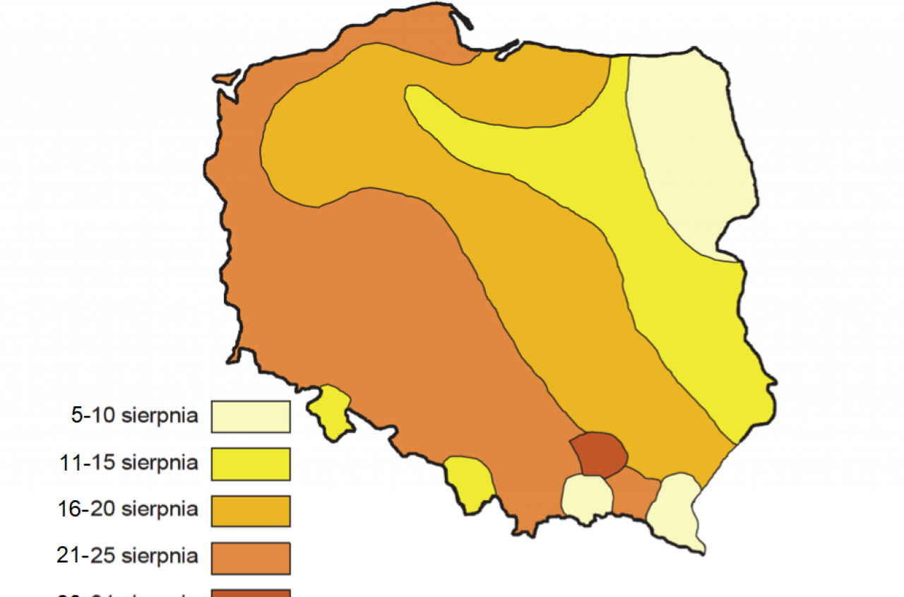 Kiedy siać rzepak ozimy? Terminy siewu w 2025 roku [MAPA]