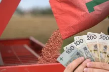 Materiał siewny zbóż ozimych i hybrydowych – ceny i odmiany na sezon 2025/2026