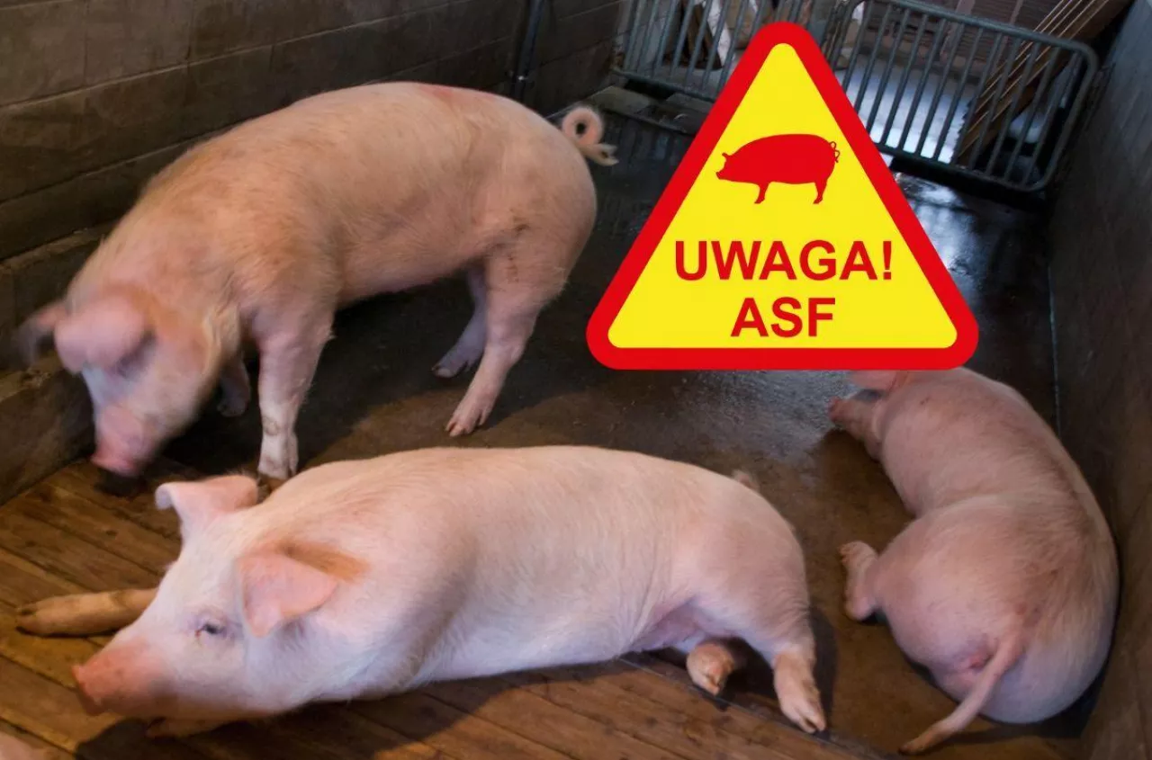 4500 świń do wybicia. Wybuchło ogromne ognisko ASF