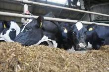 Poprzez kontrolowane dostarczanie energii w okresie zasuszenia można poprawić pobranie suchej masy oraz przemianę materii po wycieleniu