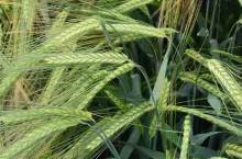 Jęczmień ozimy 2025: odmiany, terminy siewu, nawożenie