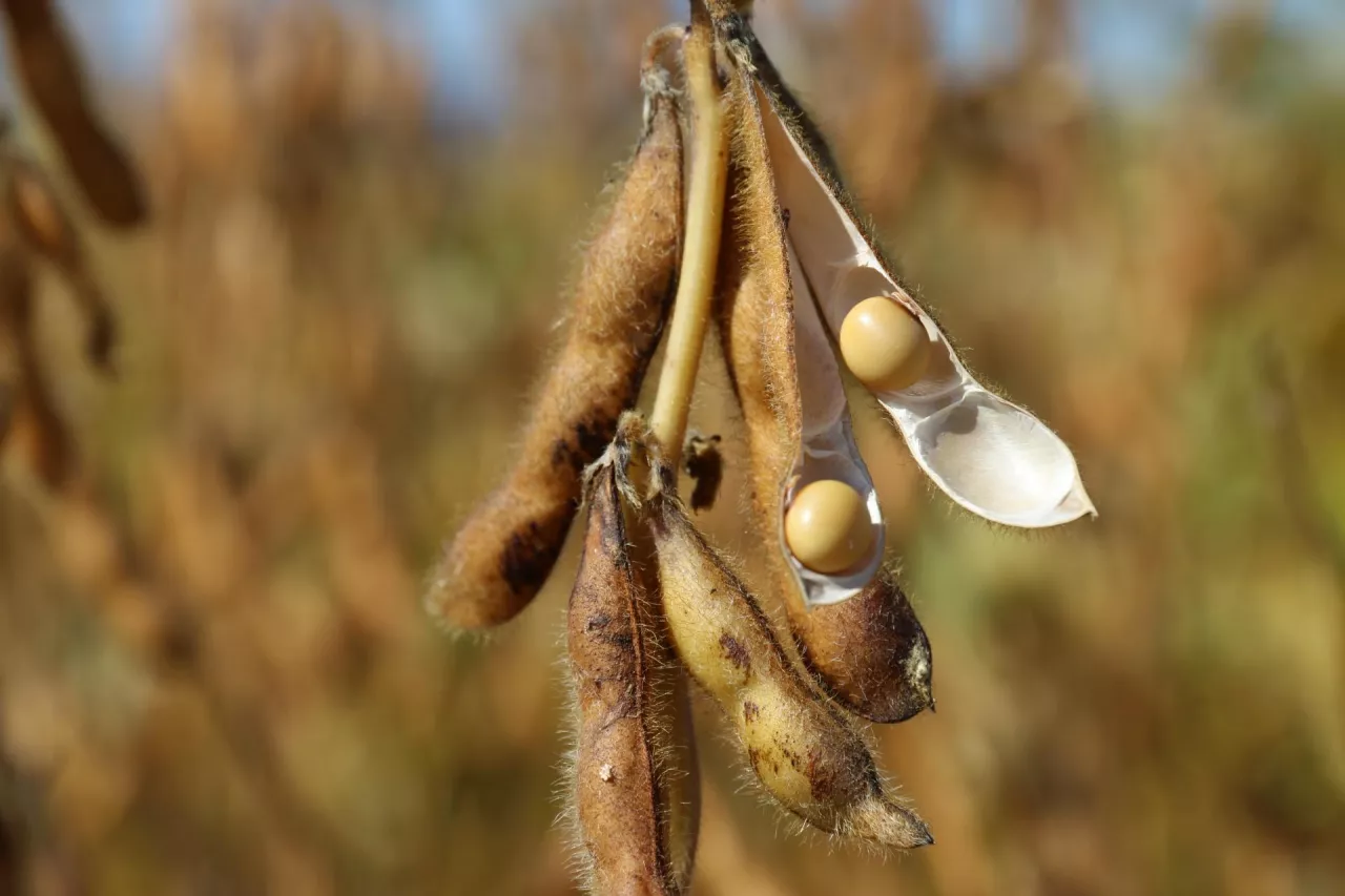 Powierzchnia upraw soi w Polsce sięga już 100 tys. ha i ma szansę się rozwinąć pod warunkiem, że producenci zwierząt będą chętniej sięgali po ten krajowy komponent paszowy