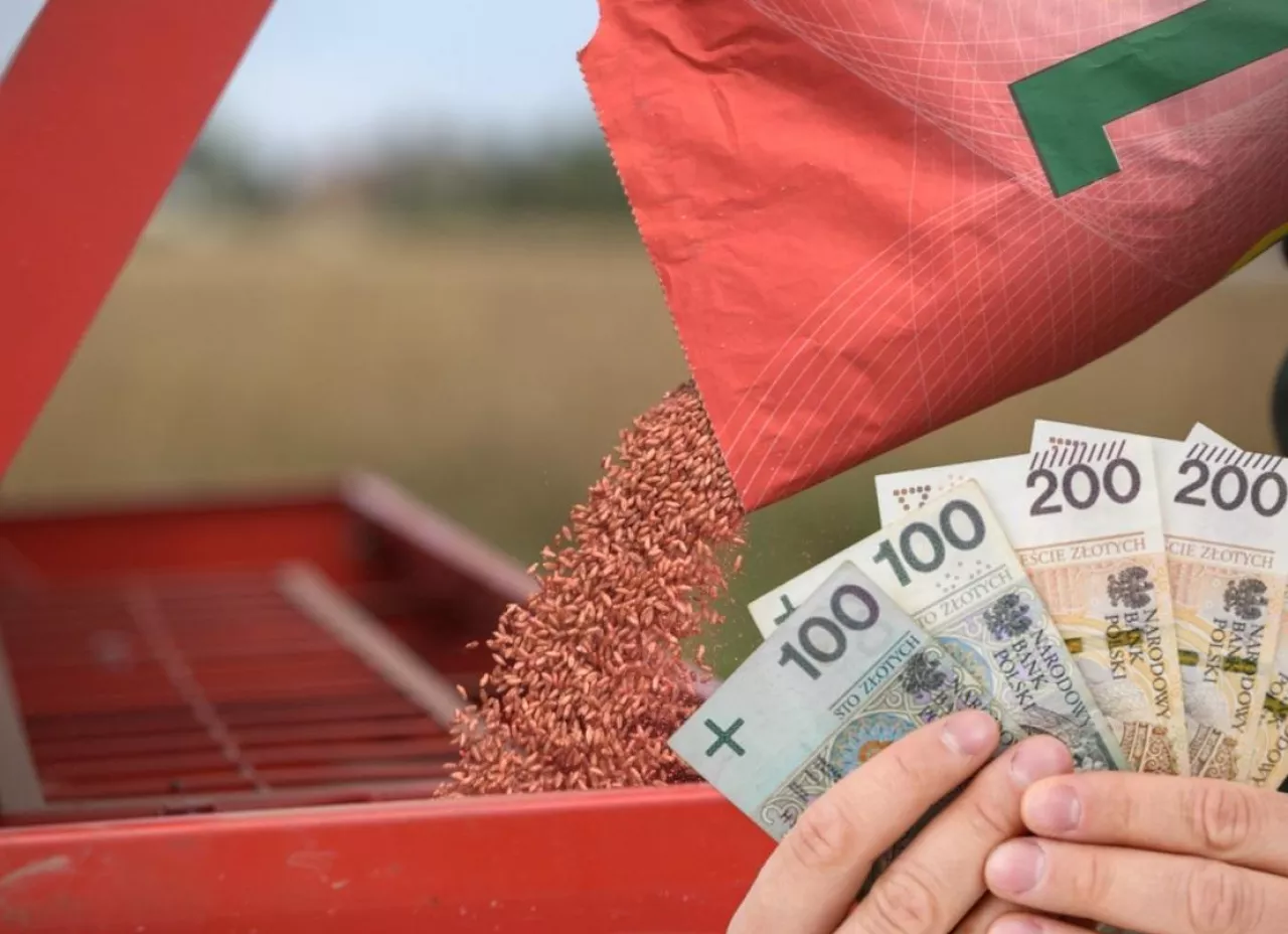 Materiał siewny zbóż ozimych i hybrydowych – ceny i odmiany na sezon 2025/2026