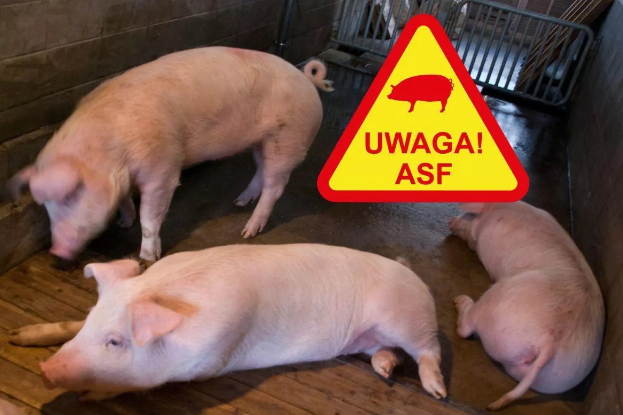 4500 świń do wybicia. Wybuchło ogromne ognisko ASF