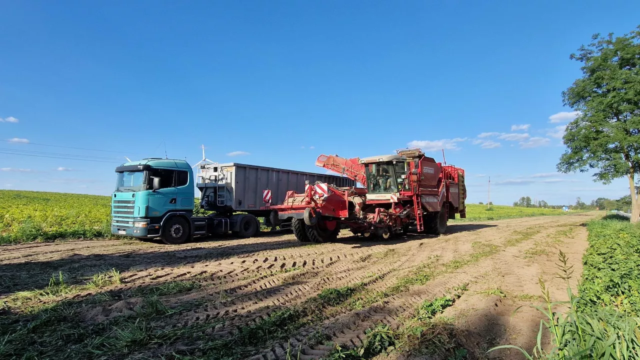 Zbiór buraka już trwa