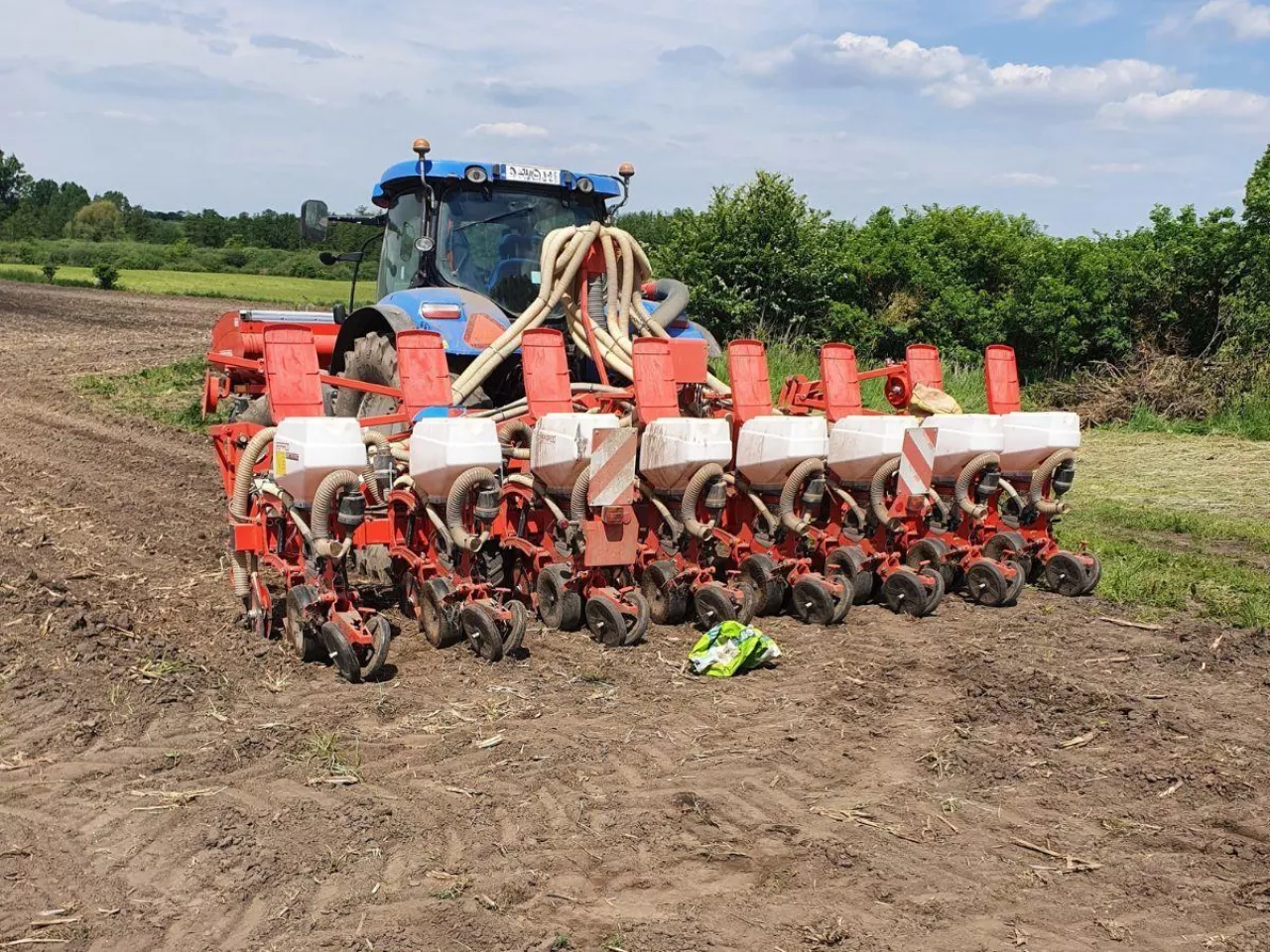 Kiedy siać rzepak ozimy? Terminy siewu w 2025 roku [MAPA]