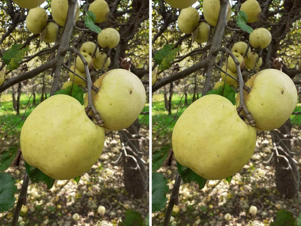 Stare odmiany jabłoni idealne na przetwory. Które posadzić?