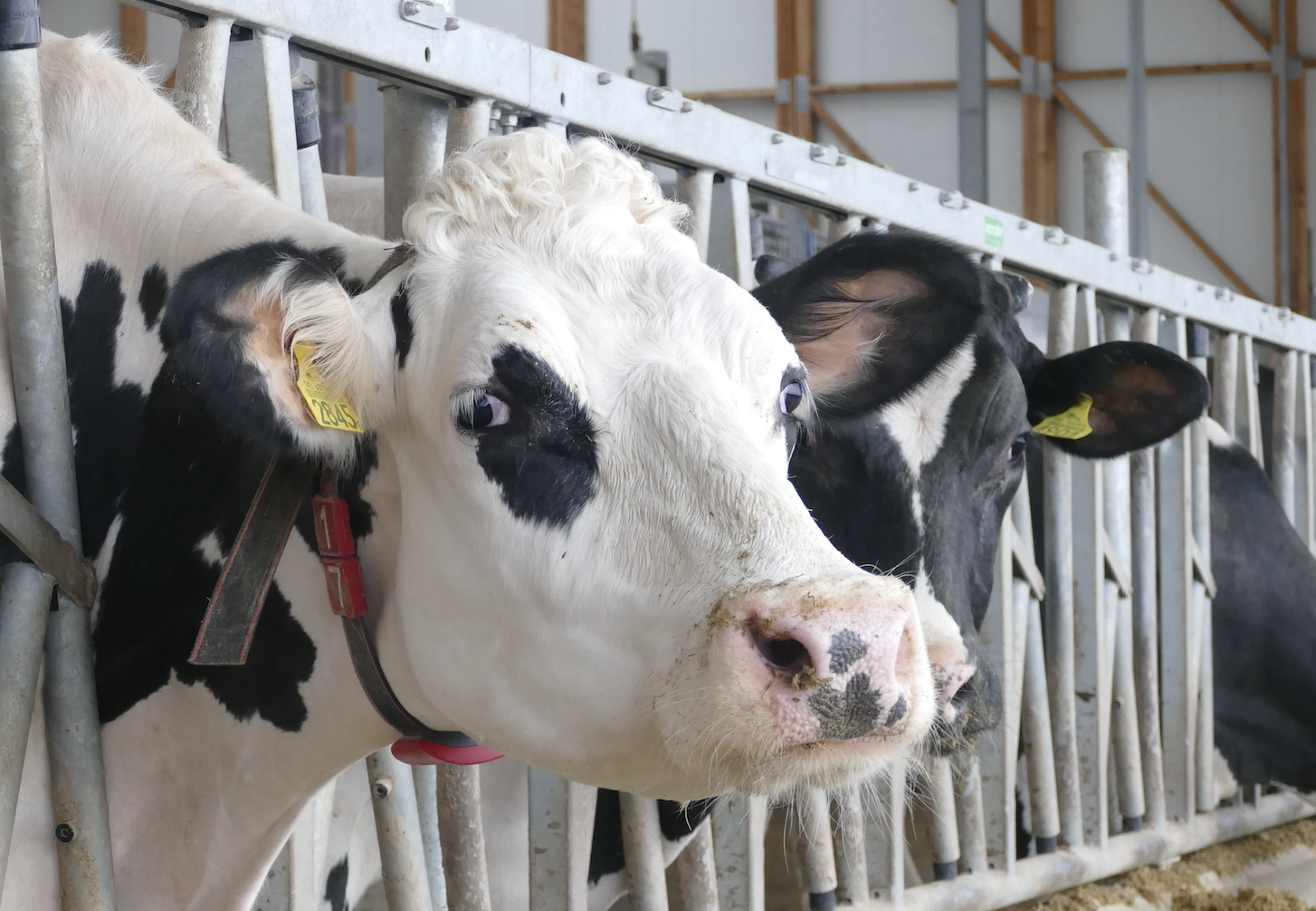 Co poprawi płodność krów? Postaw na omega-3