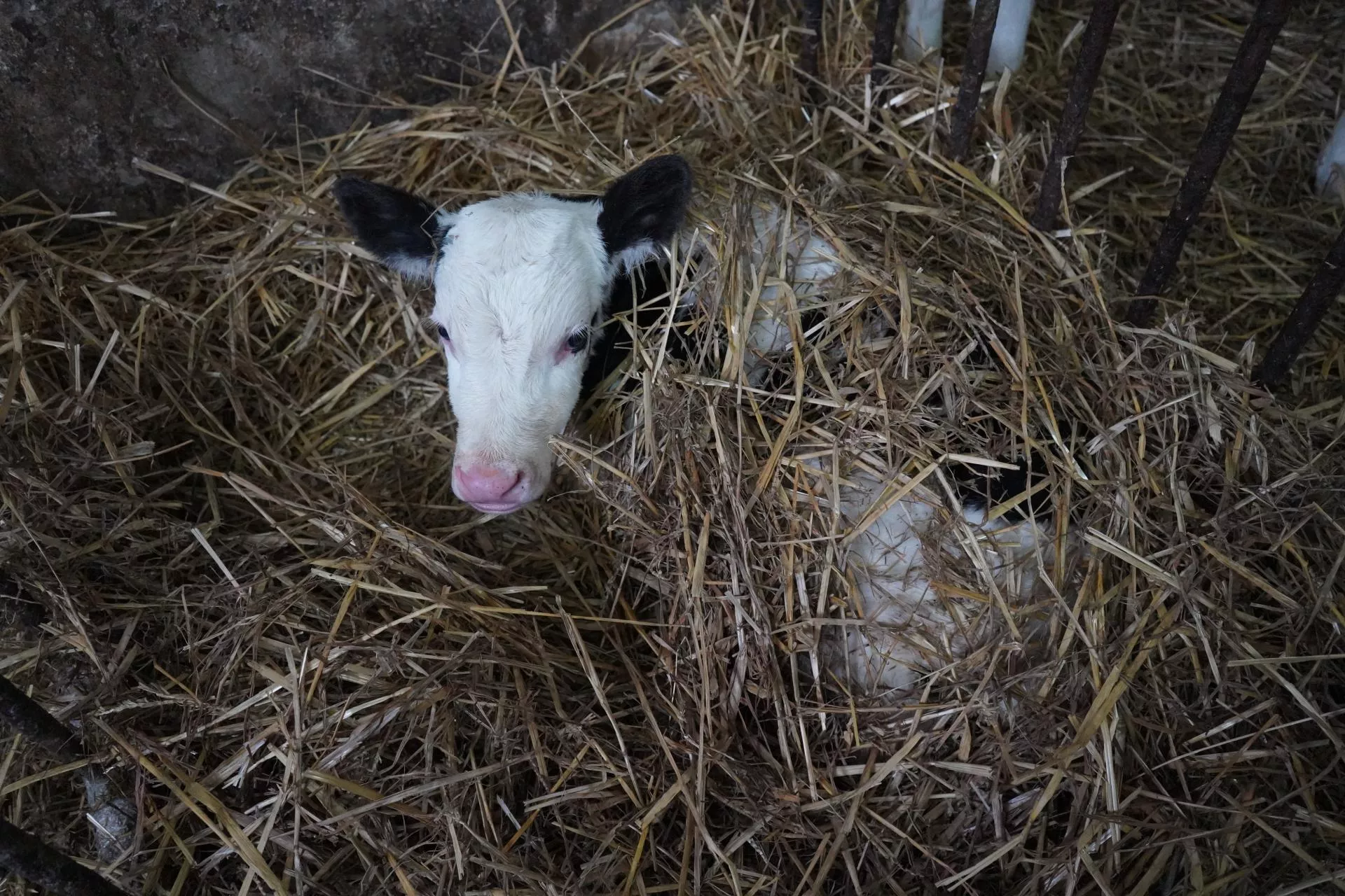 Krowy urodzone zimą dłużej żyją? Są wyniki badań