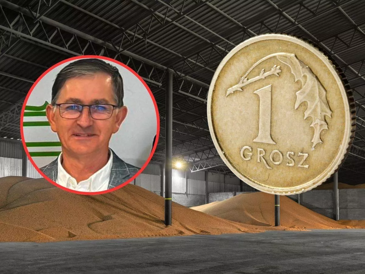 Dramat na rynku zbóż. Rolnicy walczą o 1060 zł za pszenicę