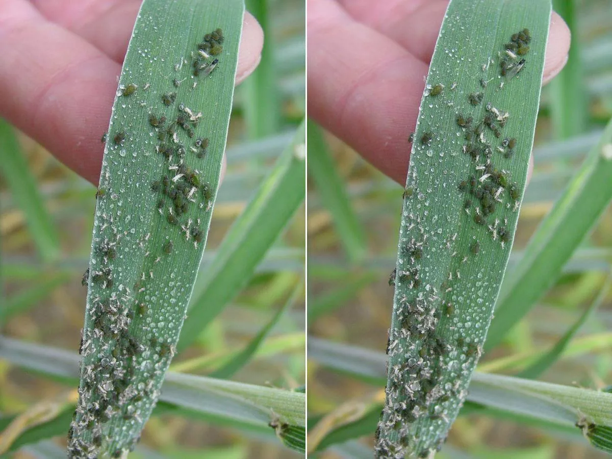 Zboża i rzepak zagrożone. Jesienią będą mszyce infekcyjne