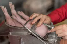 Coraz więcej krajów w Europie wprowadza kastrację chirurgiczną w znieczuleniu, najczęściej stosując metody wziewne wykorzystujące izofluran lub dwutlenek węgla