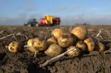 20 hektarów w trzech województwach. Rolnik zdradza, co dziś się najbardziej opłaca
