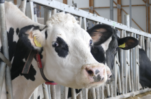 W kiszonkach z kukurydzy i traw kwasy tłuszczowe omega-3 występują w niewystarczających ilościach, dlatego powinny być dodatkowo suplementowane krowom.