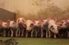 Ceny prosiąt na koniec sierpnia. Gdzie jest najdrożej? [SONDA]