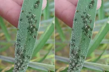 Zboża i rzepak zagrożone. Jesienią będą mszyce infekcyjne