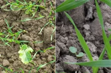 Jesienne odchwaszczanie zbóż. Dlaczego nie warto czekać do wiosny?