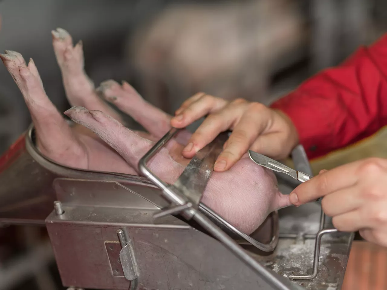 Coraz więcej krajów w Europie wprowadza kastrację chirurgiczną w znieczuleniu, najczęściej stosując metody wziewne wykorzystujące izofluran lub dwutlenek węgla