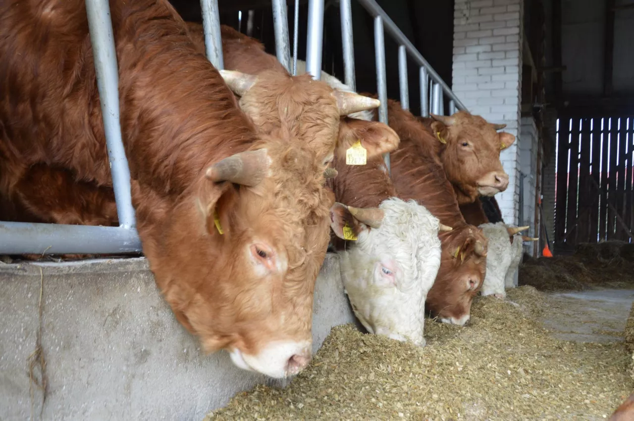 Ceny bydła rekordowe. Ale rolnik z Mazowsza zrezygnował z opasu. Dlaczego?
