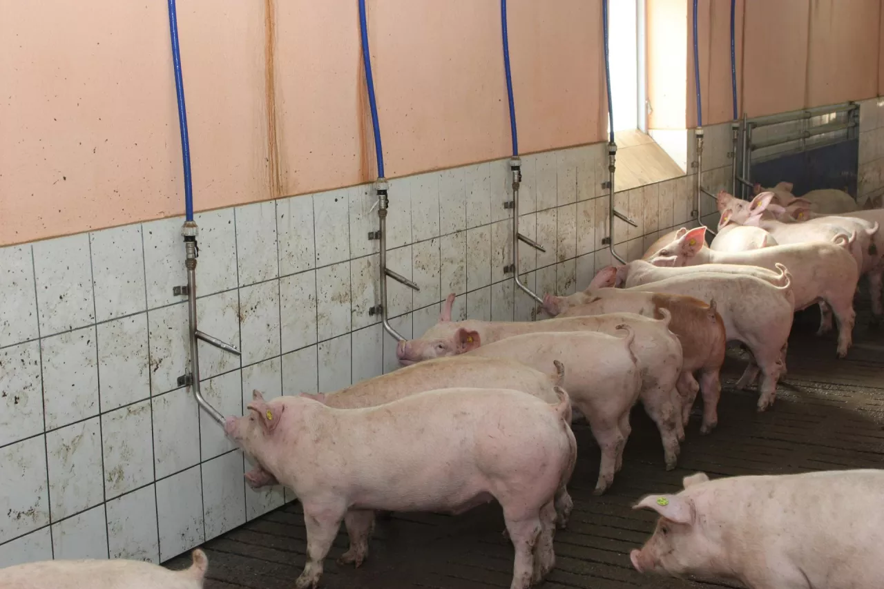 Skuteczność podawania różnych substancji aktywnych poprzez wodę, zależy w dużym stopniu od jej jakości, która wpływa na rozpuszczalność i stabilność związków czynnych