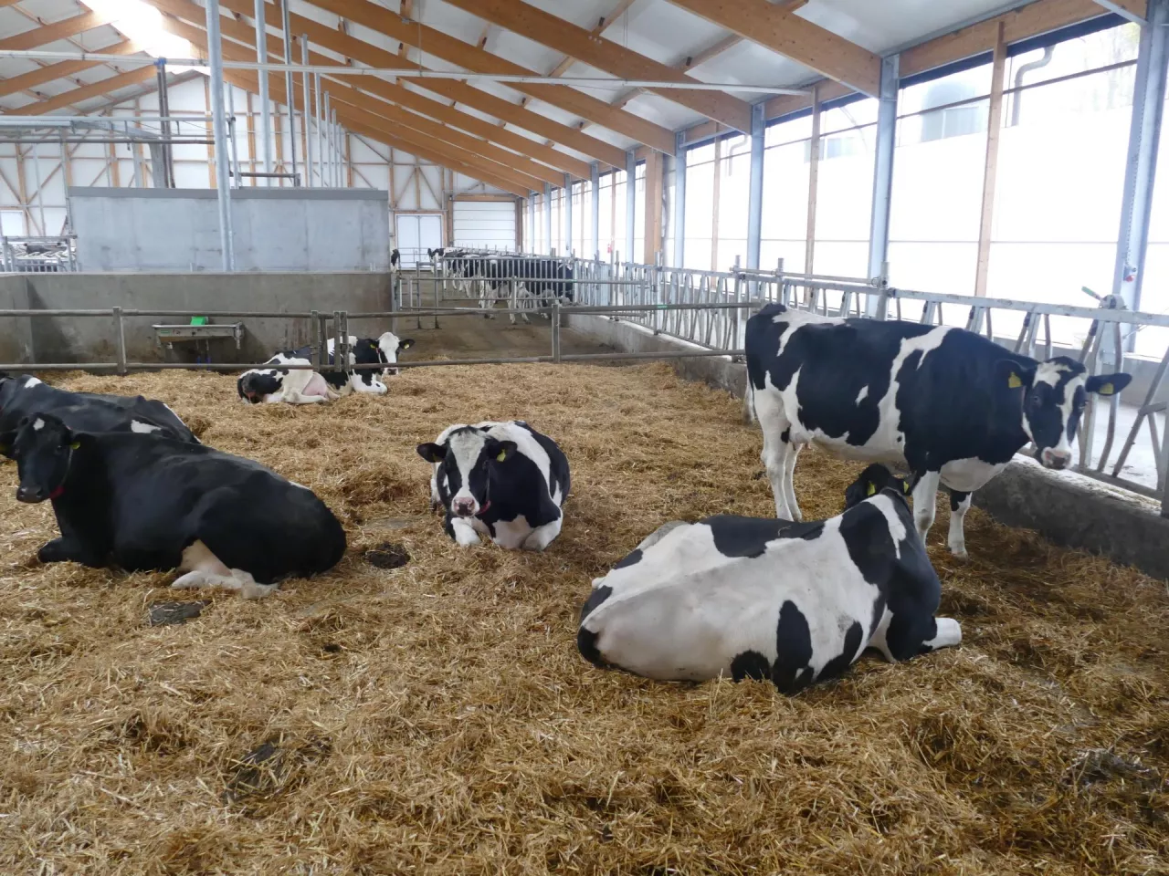 Optymalna obsada, miękkie podłoże dla wszystkich krów i w każdym czasie, wystarczająca ilość światła, świeżego powietrza i poideł oraz spokojny, bezstresowy dój to najważniejsze zasady utrzymania, dzięki którym ograniczymy możliwość pojawienia się stresu