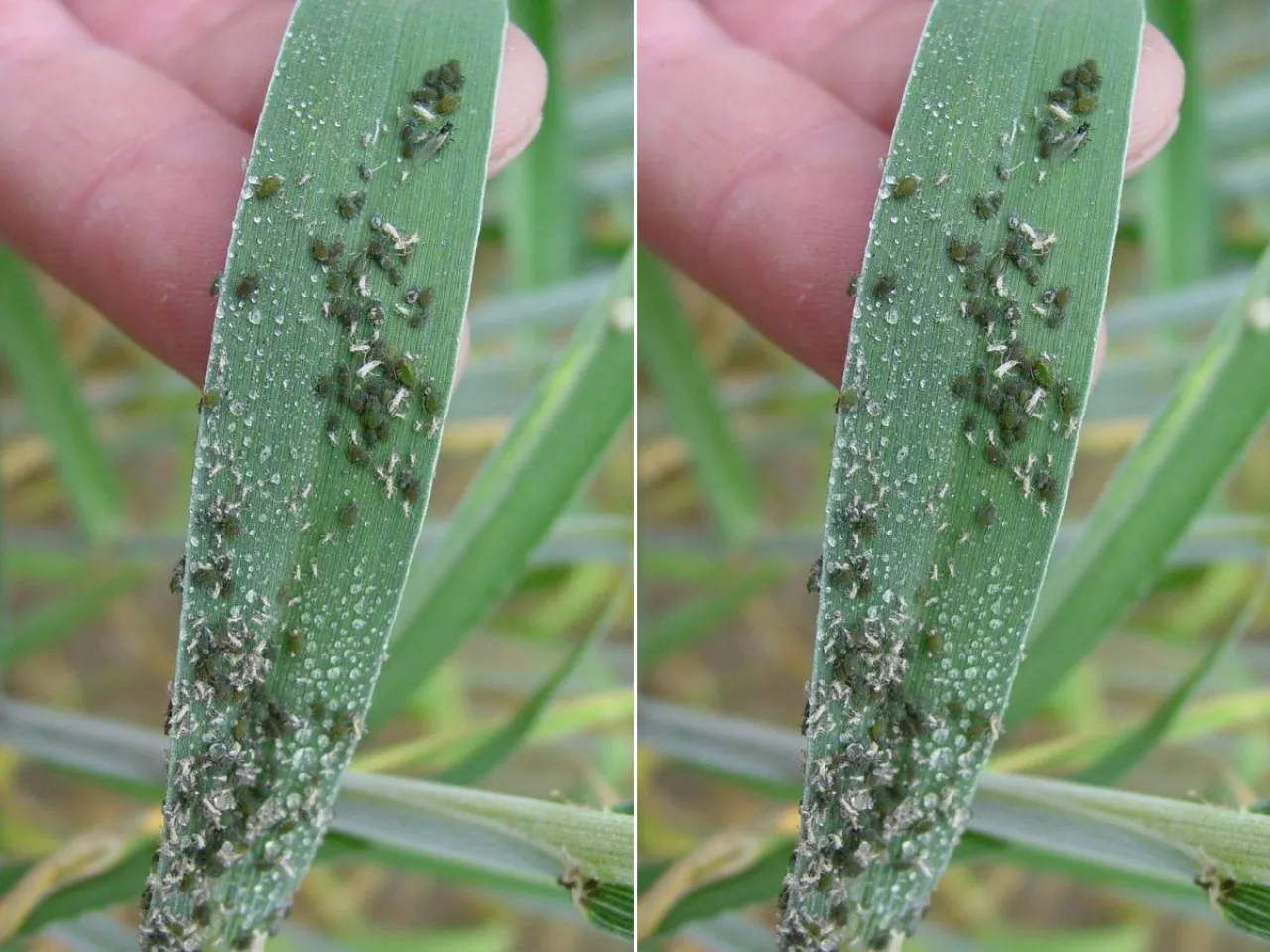 Zboża i rzepak zagrożone. Jesienią będą mszyce infekcyjne