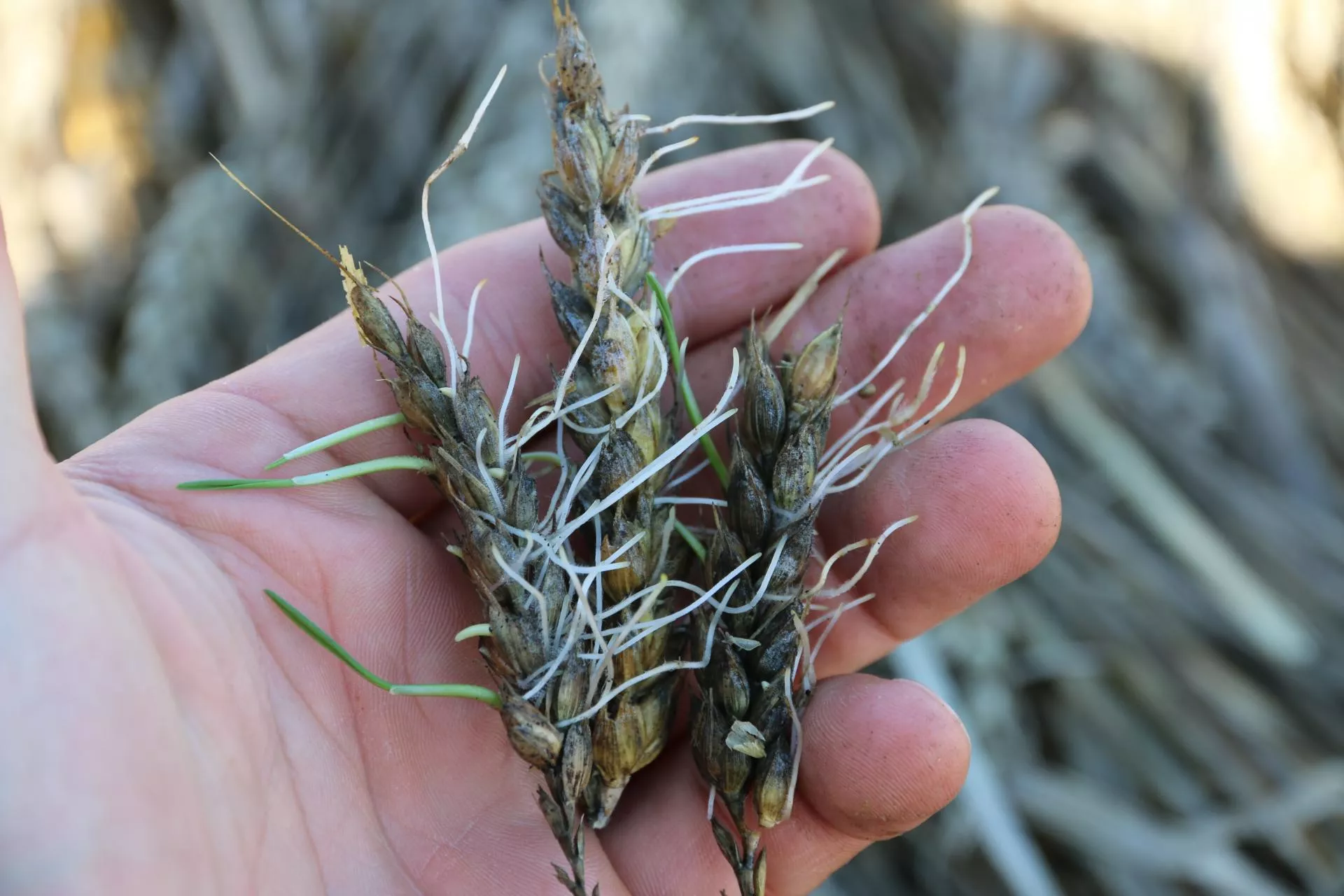 Rolnicy wołają o pomoc. „Zboże porosło, rzepak zgnity”