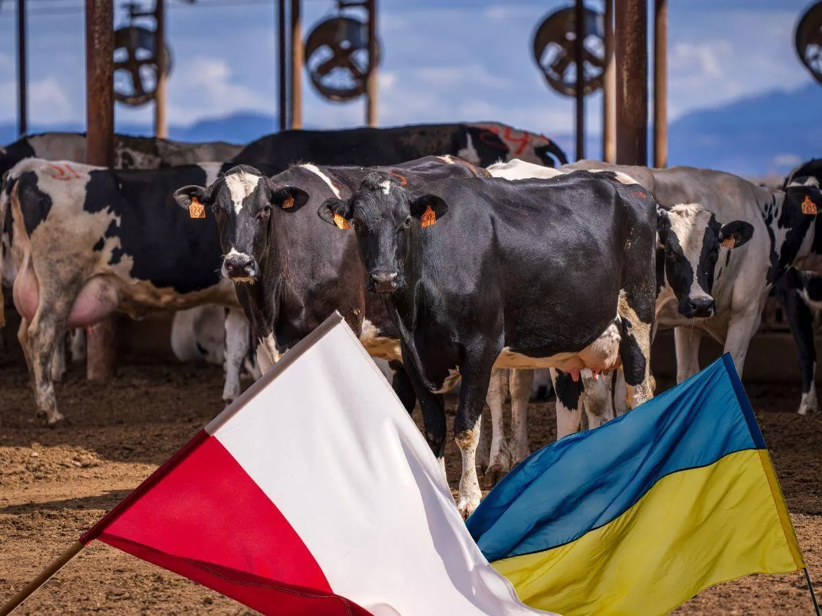Wroński: Ukraina buduje gigantyczne obory, a nasze ministerstwo żyje z dnia na dzień