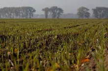 GAEC 6: pamiętaj o obowiązku. Jakie formy okrywy glebowej spełniają normę?