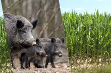 Dziki niszczą rolnikom kukurydzę. Jak tłumaczą się myśliwi i co z odszkodowaniem za szkody łowieckie?