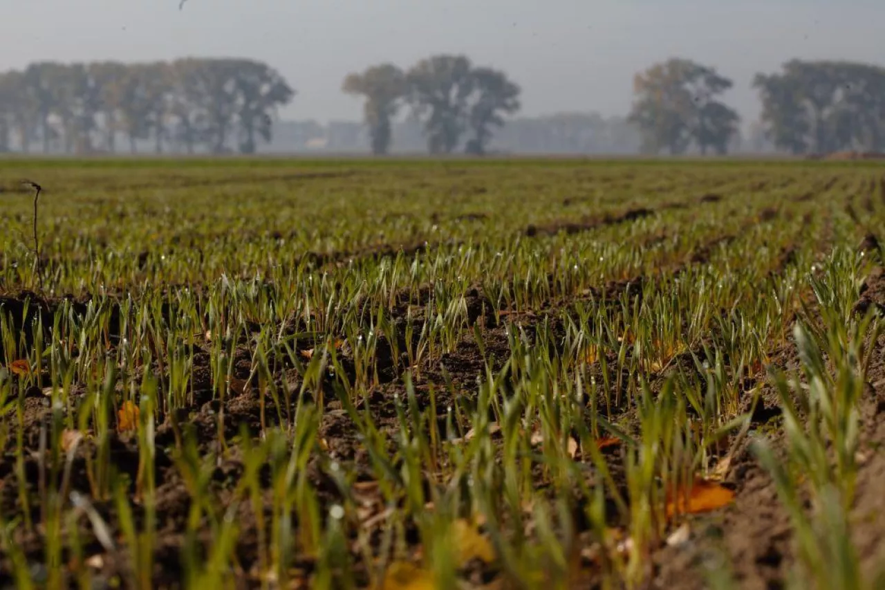GAEC 6: pamiętaj o obowiązku. Jakie formy okrywy glebowej spełniają normę?