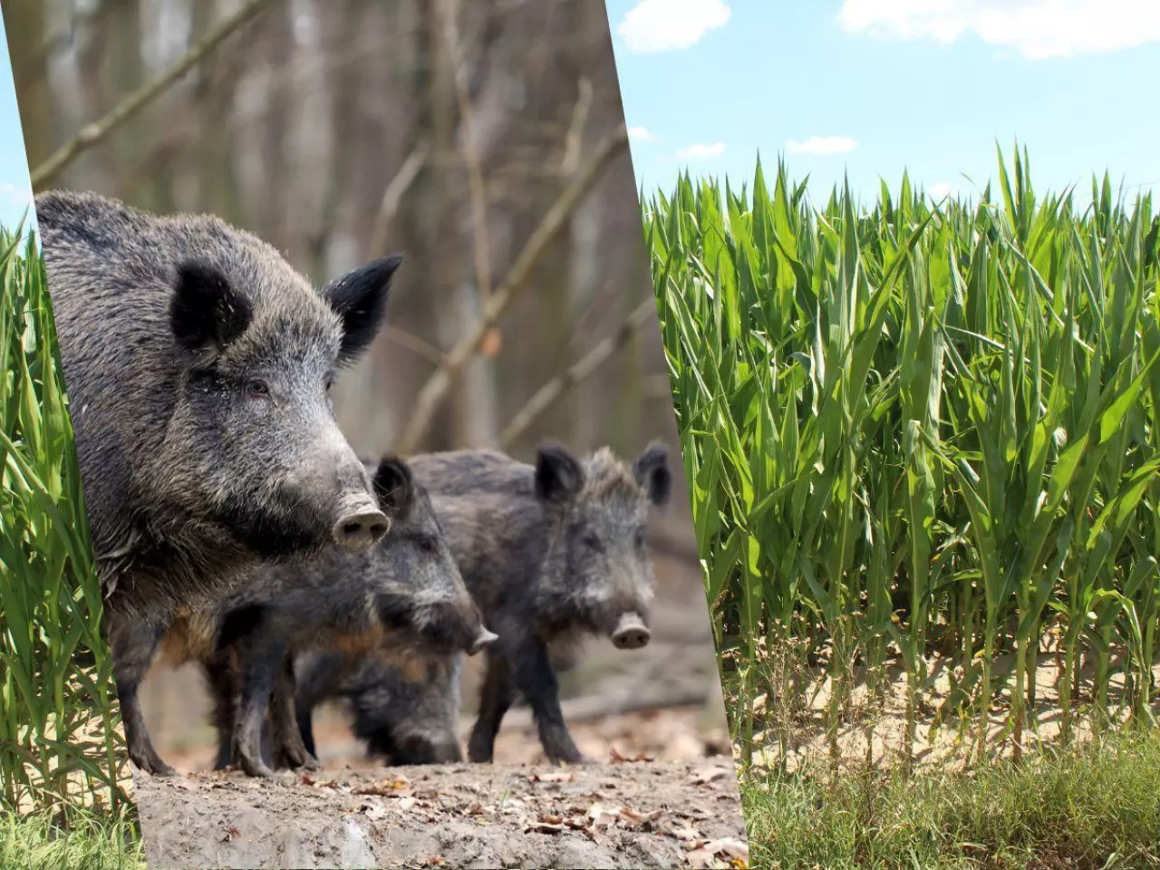 Dziki niszczą rolnikom kukurydzę. Jak tłumaczą się myśliwi i co z odszkodowaniem za szkody łowieckie?