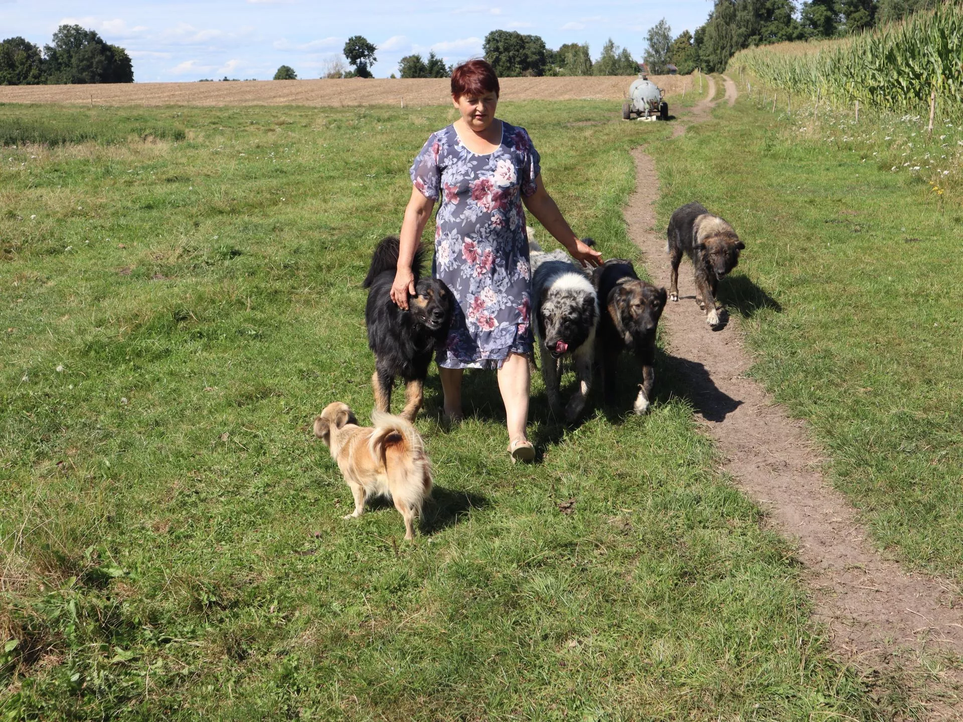 20 krów, dopłaty i pasja. Zobacz niezwykłe gospodarstwo Pawlaków