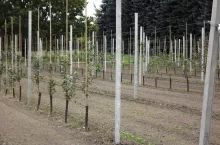 Zbliża się czas sadzenia drzew i krzewów owocowych. Warto wygospodarować niewielki obszar, by posadzić jabłonie starych sprawdzonych odmian odpornych na mróz i choroby, a dających owoce z przeznaczeniem na przetwory