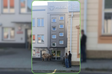 Co krowa robiła przed komisariatem policji?