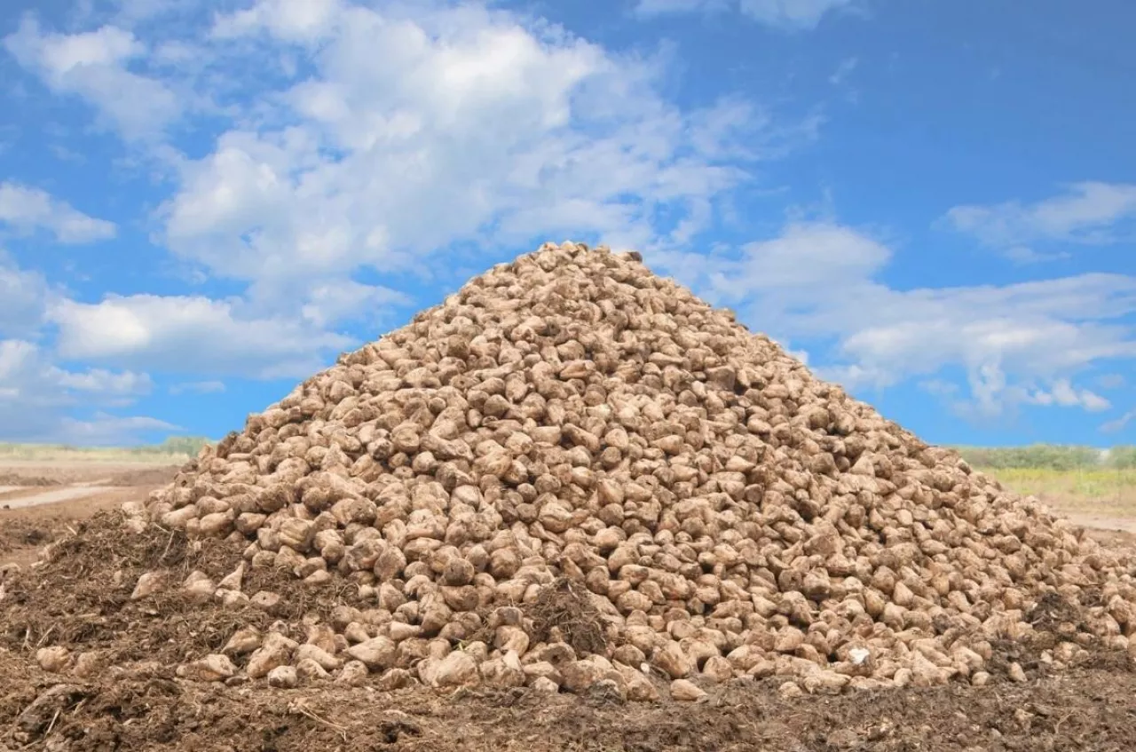 buraki cukrowe, rynek cukru
