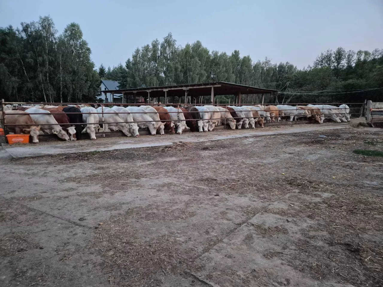 „Mam sylwestra co miesiąc”. Huk strzelnicy przeraża bydło i cielęta